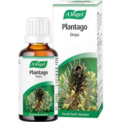 Plantago lanceolata 50ml tincture