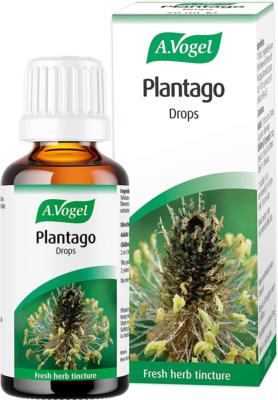 Plantago lanceolata 50ml tincture